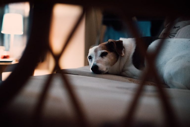 Dog Friendly In NZ. 10 Of The Best. Dog Sense