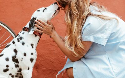 Dog Friendly Accommodation In NZ. 10 Of The Best.