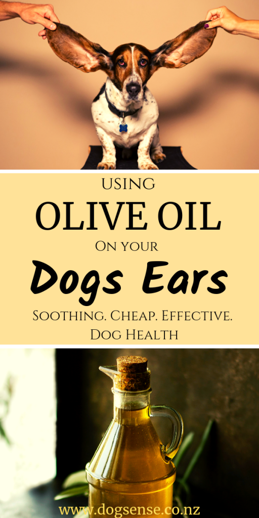 Olive oil in 2025 dogs ears for mites