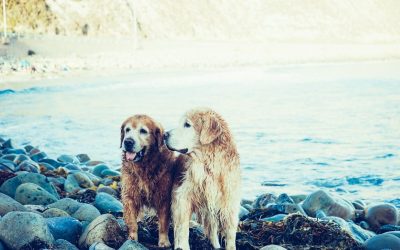 11 Important Factors To Consider BEFORE You Buy A Dog