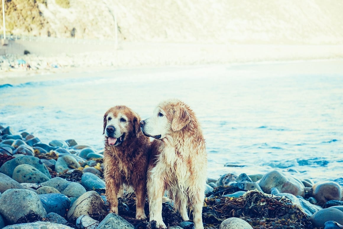 11 Crucial Points To Remember BEFORE You Buy A Dog Dog Sense NZ