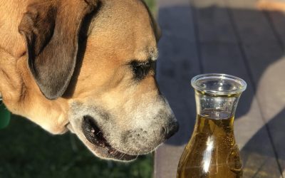 7 Reasons Why Olive Oil Will Save You Dosh On Your Vet Bill
