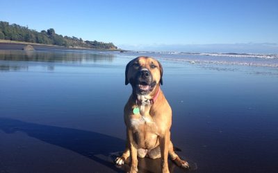 5 (Incredibly Easy) Dog Training Commands To Master in Just 14 Days!