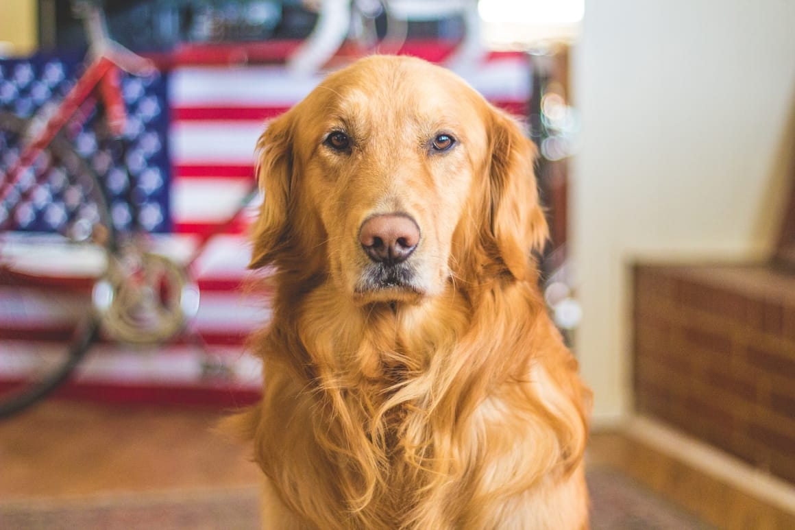 The Golden Retriever. Why it's the best dog for kids
