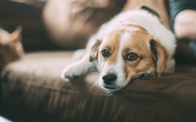 Arthritis In Dogs How To Help