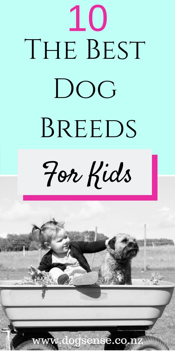 Best Dog Breeds For Kids. 10 Gorgeous Mutts (That LOVE) Kids