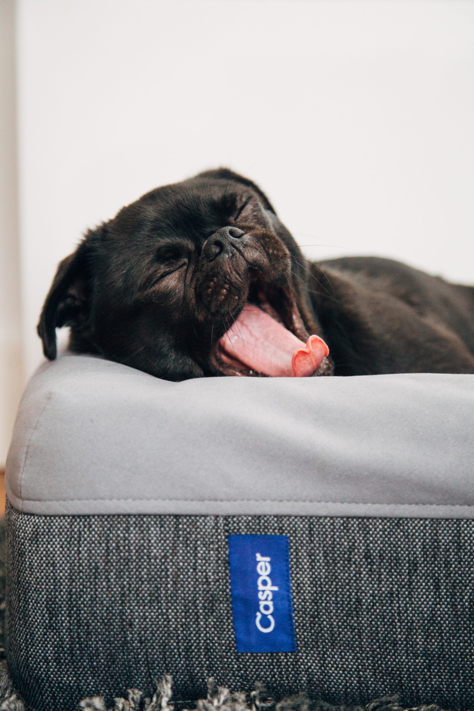 Dog Beds. 5 Health Reasons Why Your Dog Needs One Dog Sense NZ