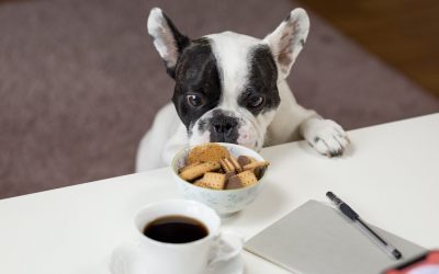 Diabetes in Dogs. How To Cope