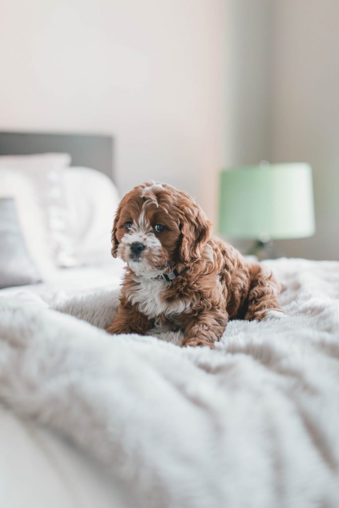 dog beds. 5 reason why you need one