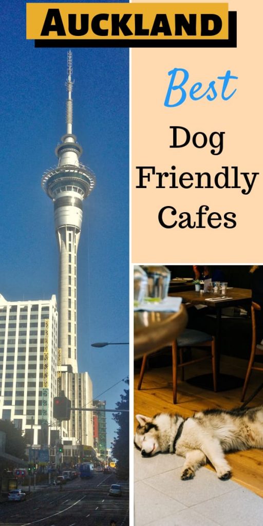 dog friendly cafes in Auckland New Zealand