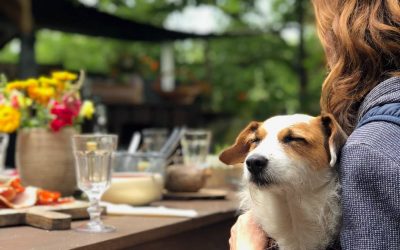 5 Of The Best Dog friendly Cafes in Wellington