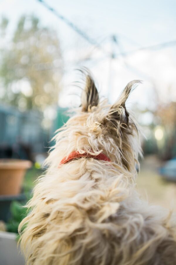 Using A Dog Brush. 6 Reasons Why Your Dog Will Love You For It