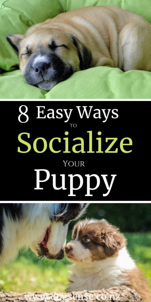 Easy ways to socialize your puppy dog