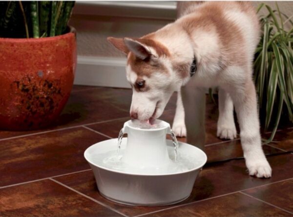 Husky drinking from the Drinkwell Avalon Ceramic Pet Fountain - 2 Litres