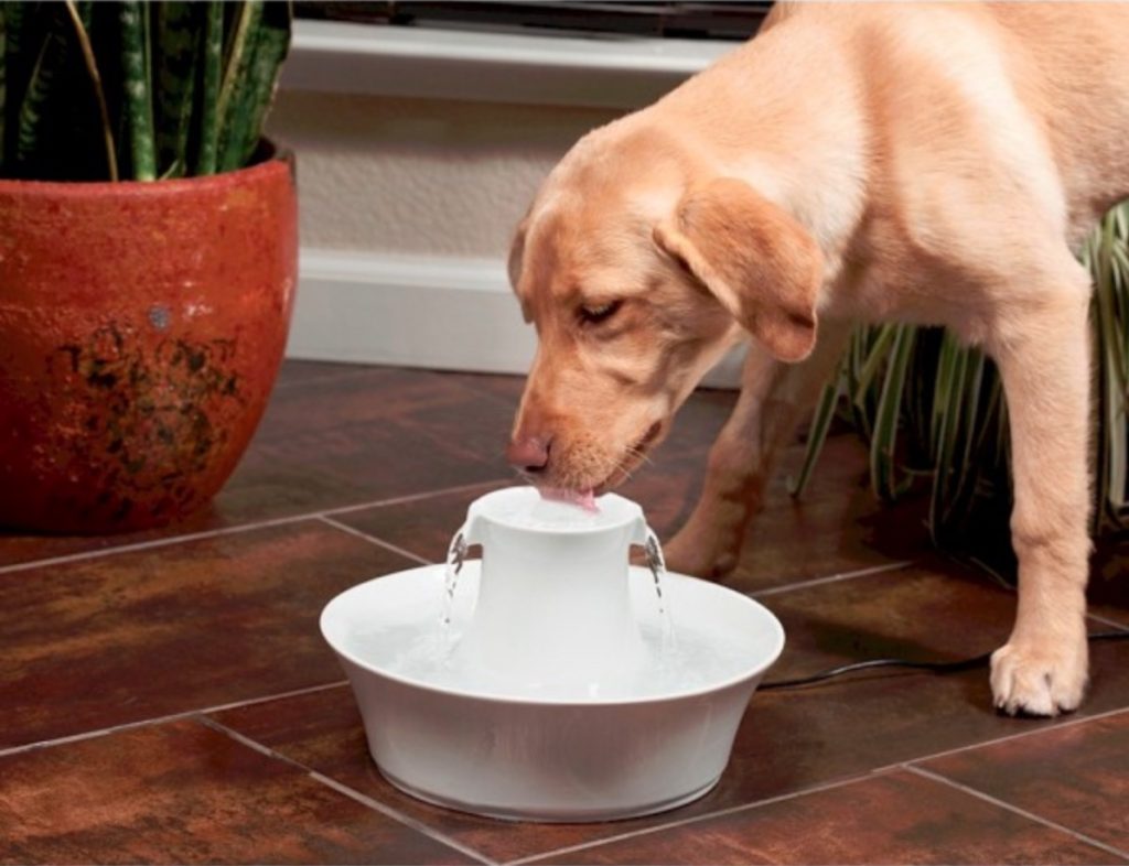 Drinkwell® Avalon Ceramic Pet Fountain 2 Litres Dog Sense NZ