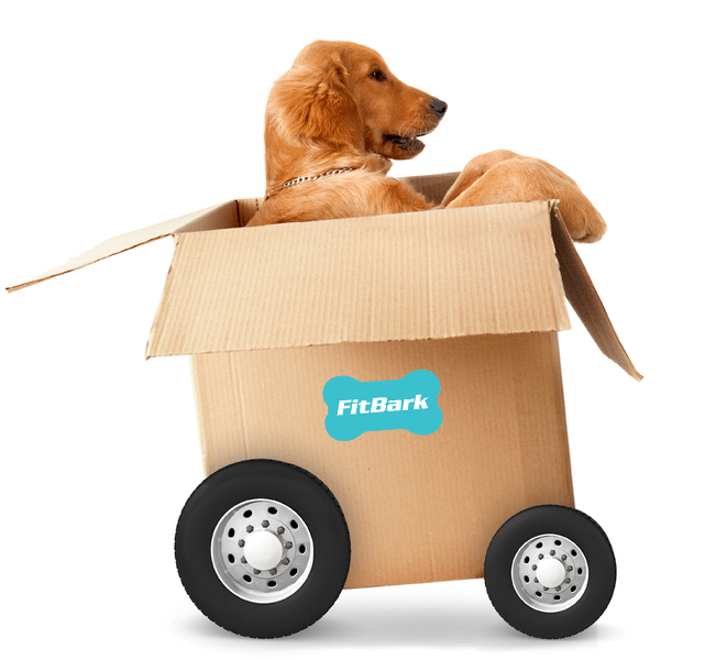FitBark 2. The perfect solution to keeping your dog healthy. Free Shipping throughout New Zealand