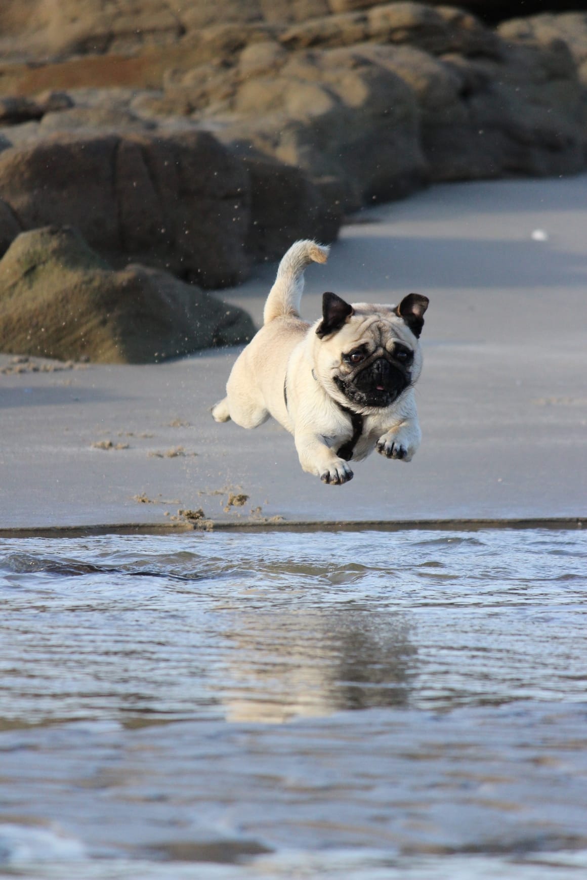 A young pup jumping on the beach after being let out of her puppy crate