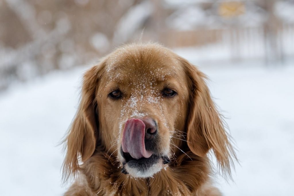 Can you give Turmeric to dogs