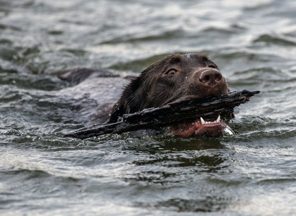 Dog swimming in the sea. Electric dog collars New Zealand