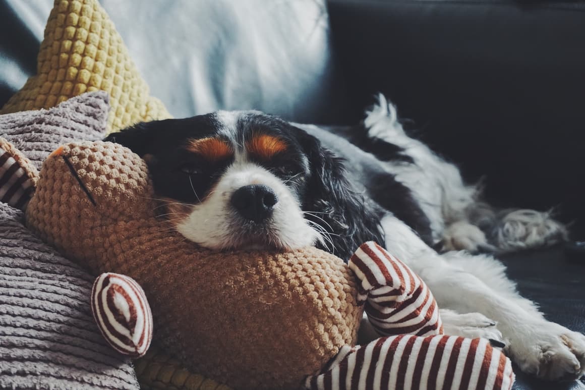 Relaxed looking dog. A dog crate is designed to make your dog feel happy and secure