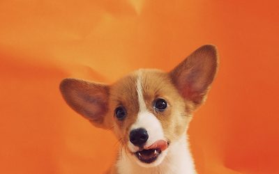 Can You Give Dogs Tumeric? (Or Turmeric?!)