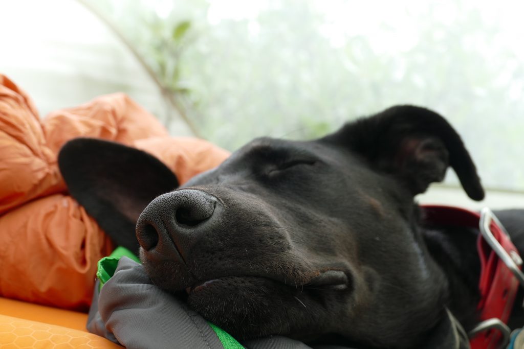 Fitbark 2 monitors your dogs sleeping patterns. so that you can be aware of any health problems