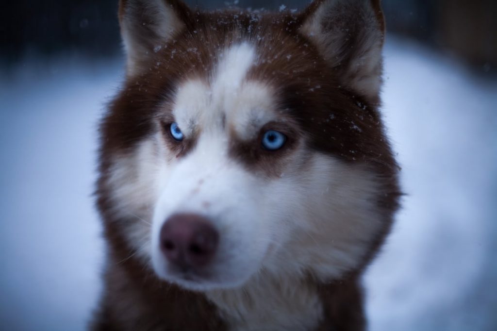 100-unique-cute-female-dog-names-meanings-dog-sense-nz