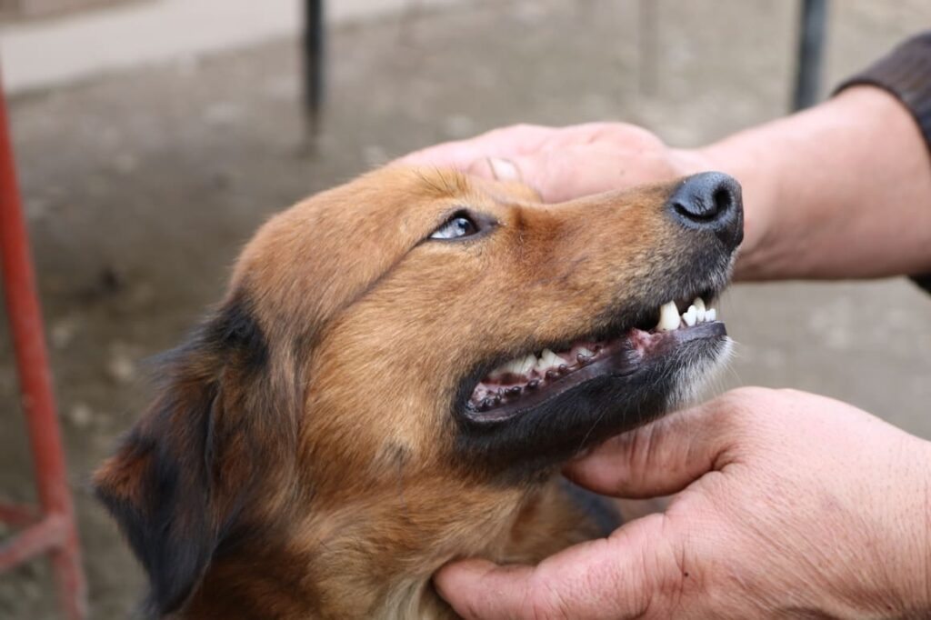 Yellow dog being stroked by his owner. Dog training collars NZ