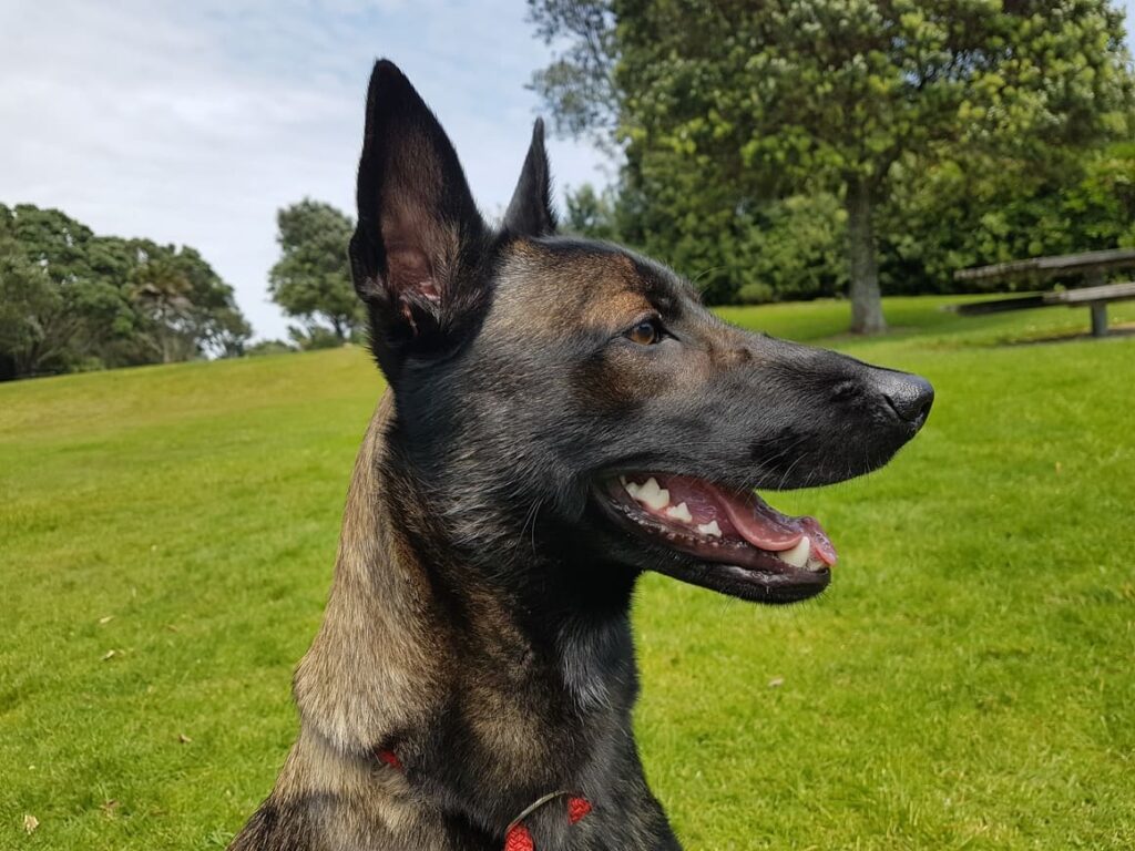 Brown dog. ready to try a Dog training collars in nz