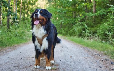 Bernese Mountain Dog. 10 Facts No Buyer Should Ignore