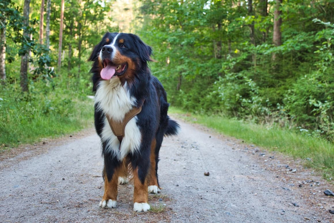 Bernese Mountain Dog standing in a park lane