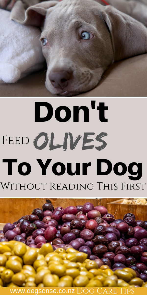 Are olives on sale okay for dogs