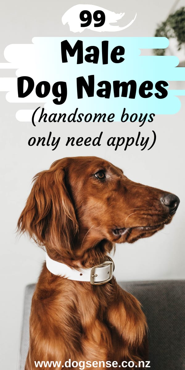 Unique Boy Dog Names That Start With A