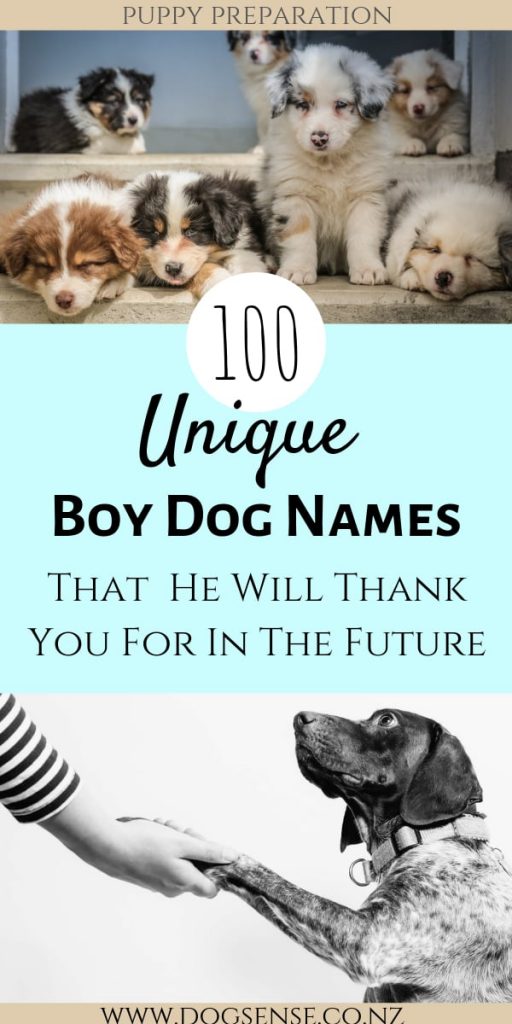 100-best-male-dog-names-dog-names-unique-dog-names-male-male-dog