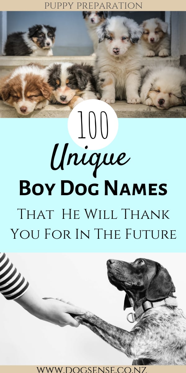 Male dog deals names with meaning