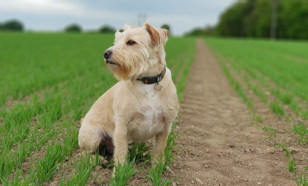 Can Dogs Eat Asparagus (& Why Does Their Pee Stink So Much?)