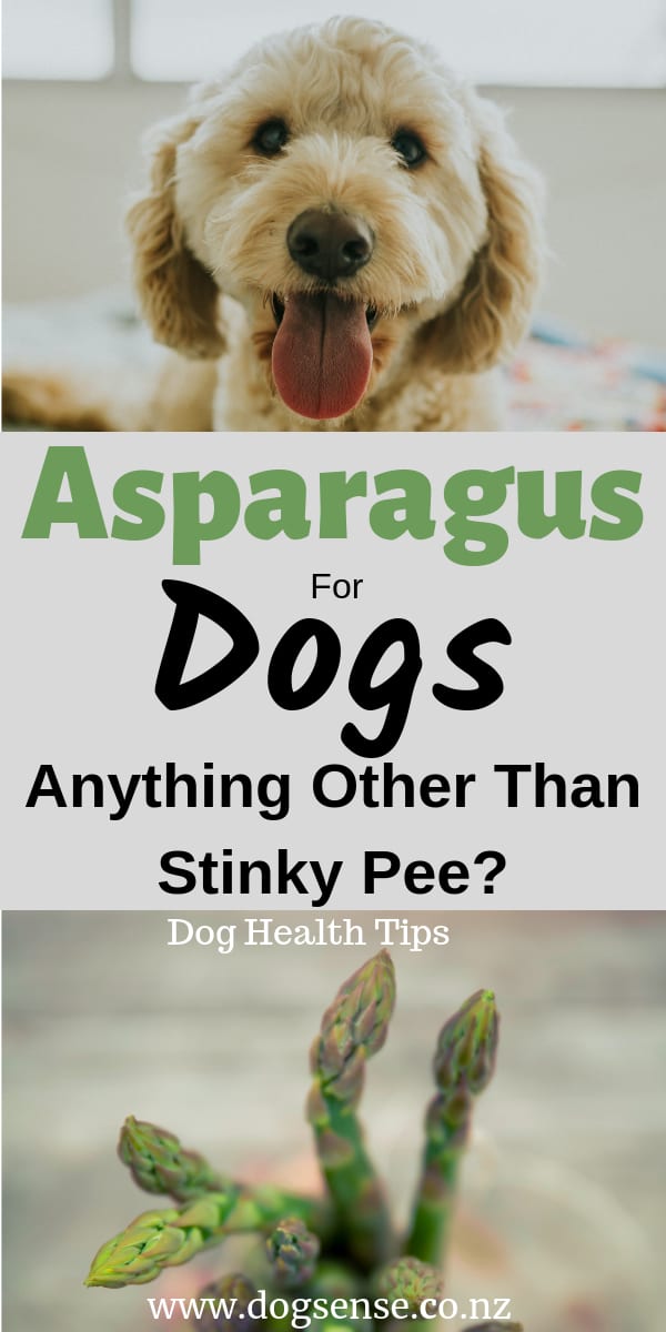 Is asparagus bad top for dogs