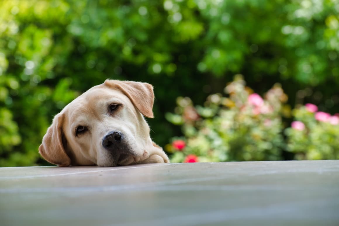 labrador dog looking over the counter for food