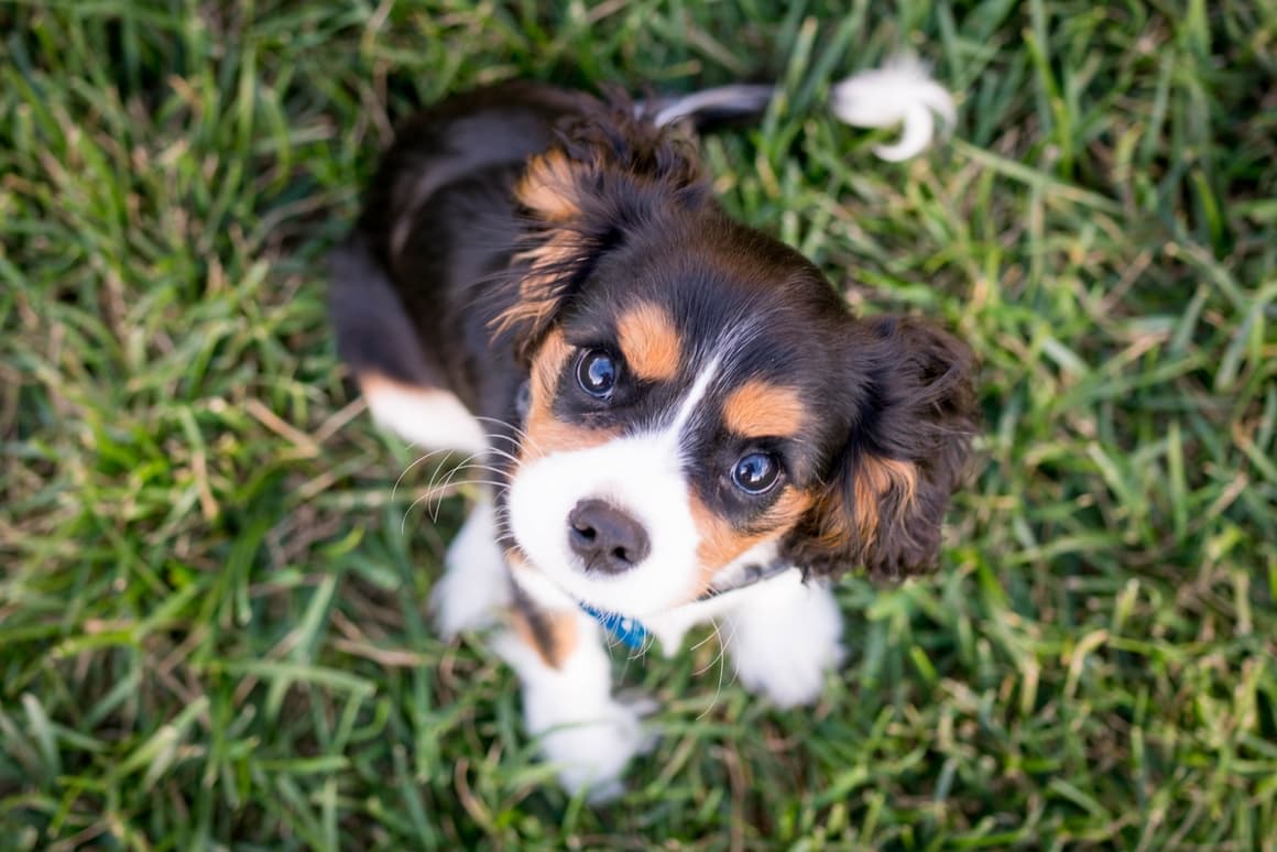 Kleiner brauner und weißer Welpe schaut auf. Die besten Namen für einen männlichen Hund