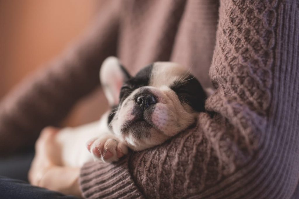 Puppy asleep in womans arms