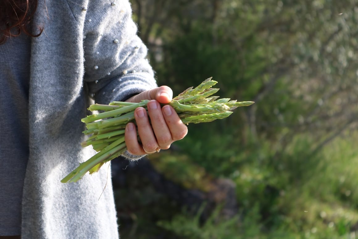 can you feed a dog raw asparagus