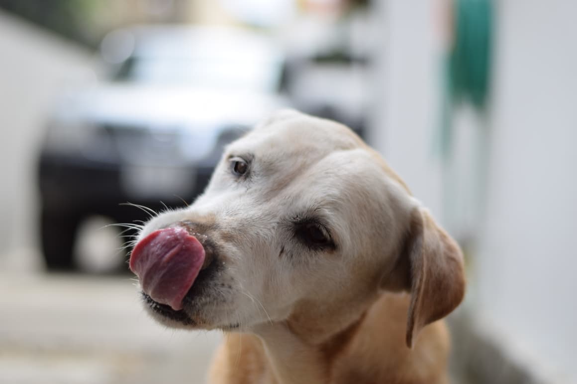 Dog licking his lips. Can a dog eat olives?