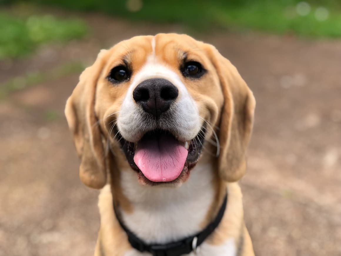 Brown dog smiling at the camera