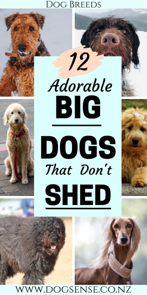 Big dogs with store hair not fur