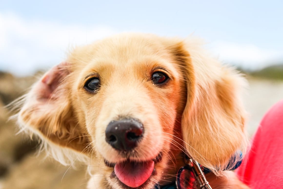 Yellow dog smiling at the camera. Dog training mistakes