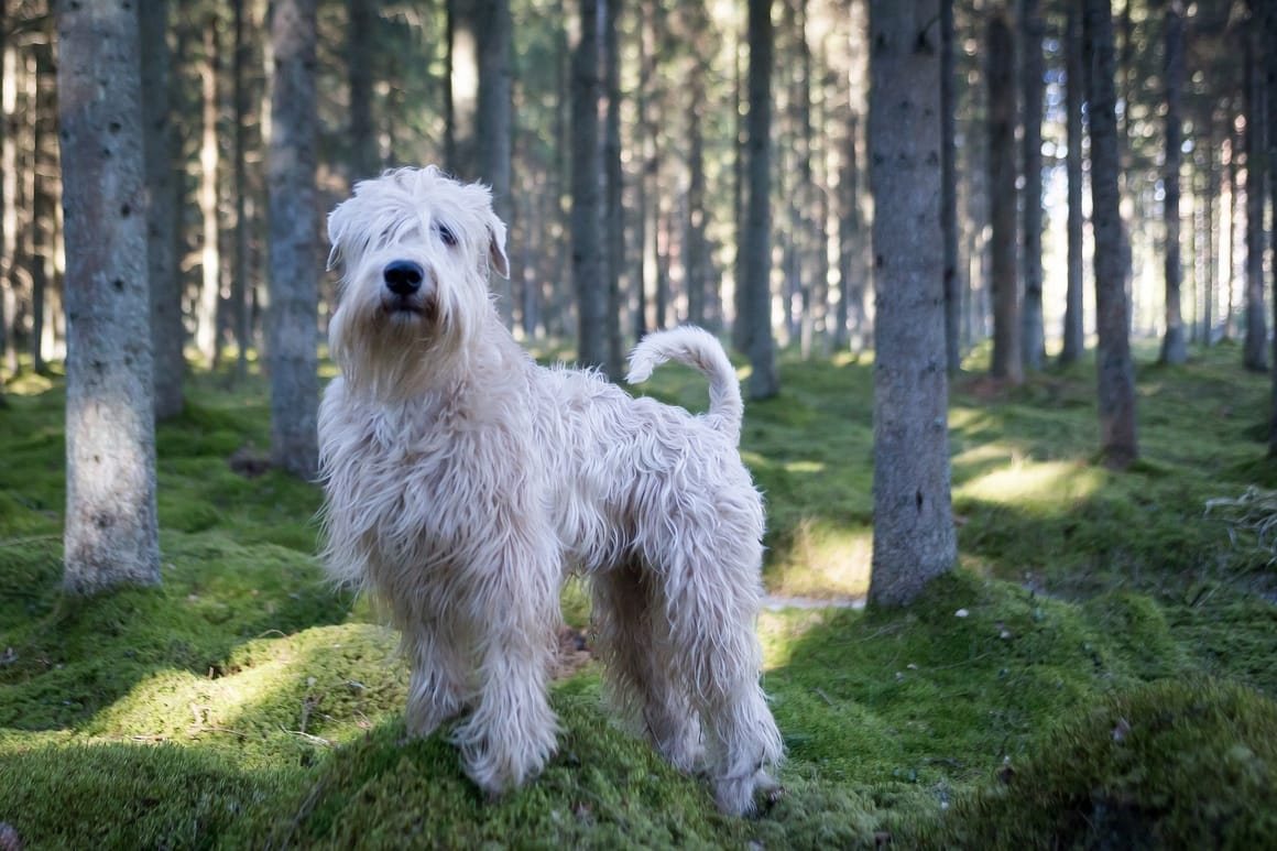25 White Dog Breeds That Will Steal (& Make a Meal) of Your Heart