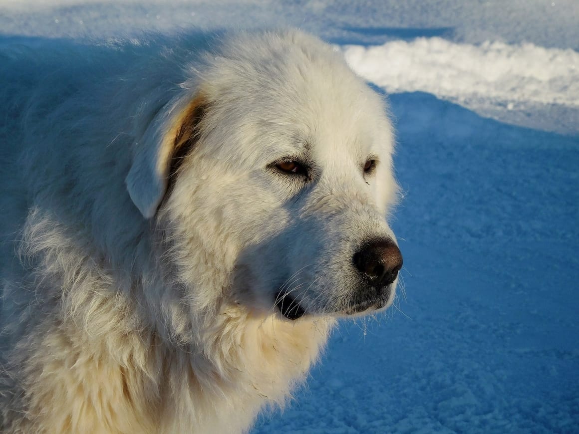 large white fluffy dog