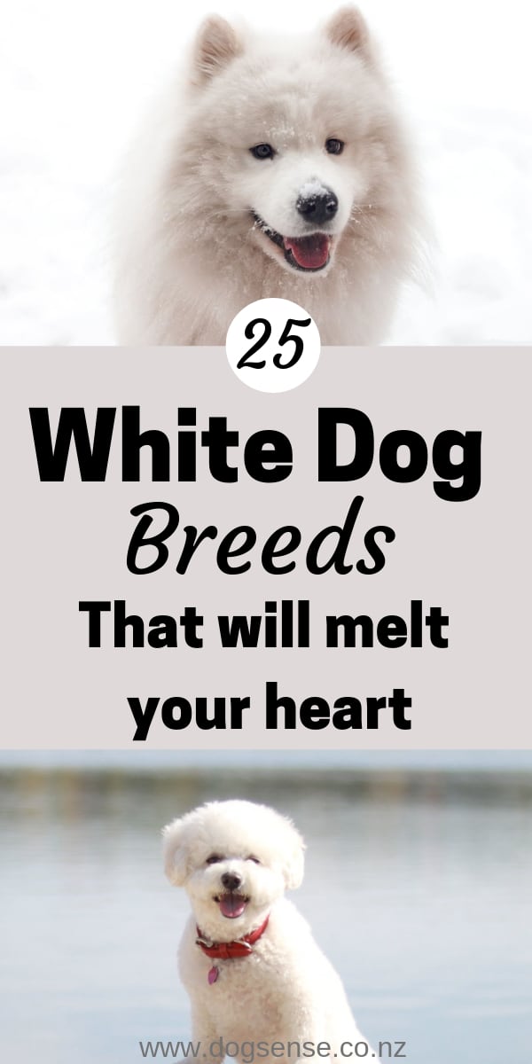 big white and grey fluffy dog