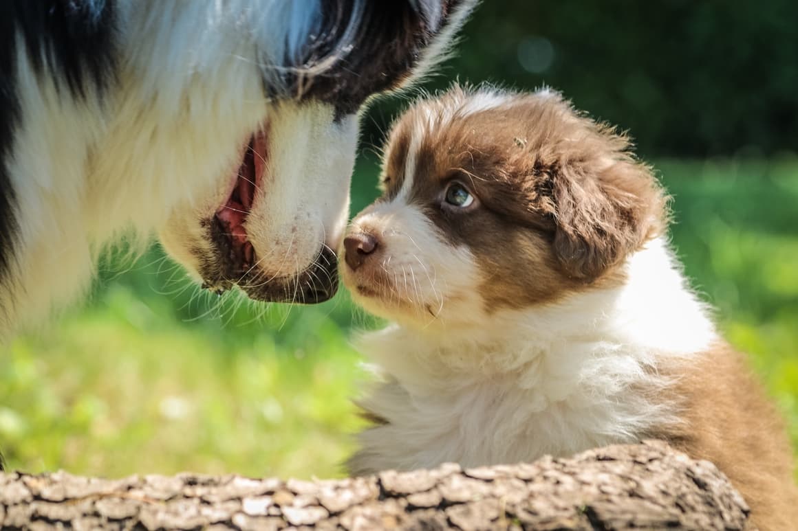 Big dog licking a small puppy