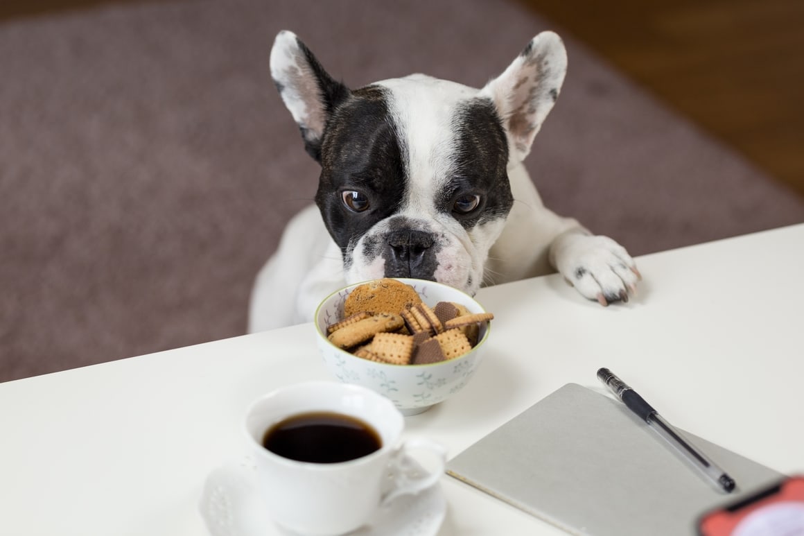 dog looking at some biscuits. Dog training mistakes